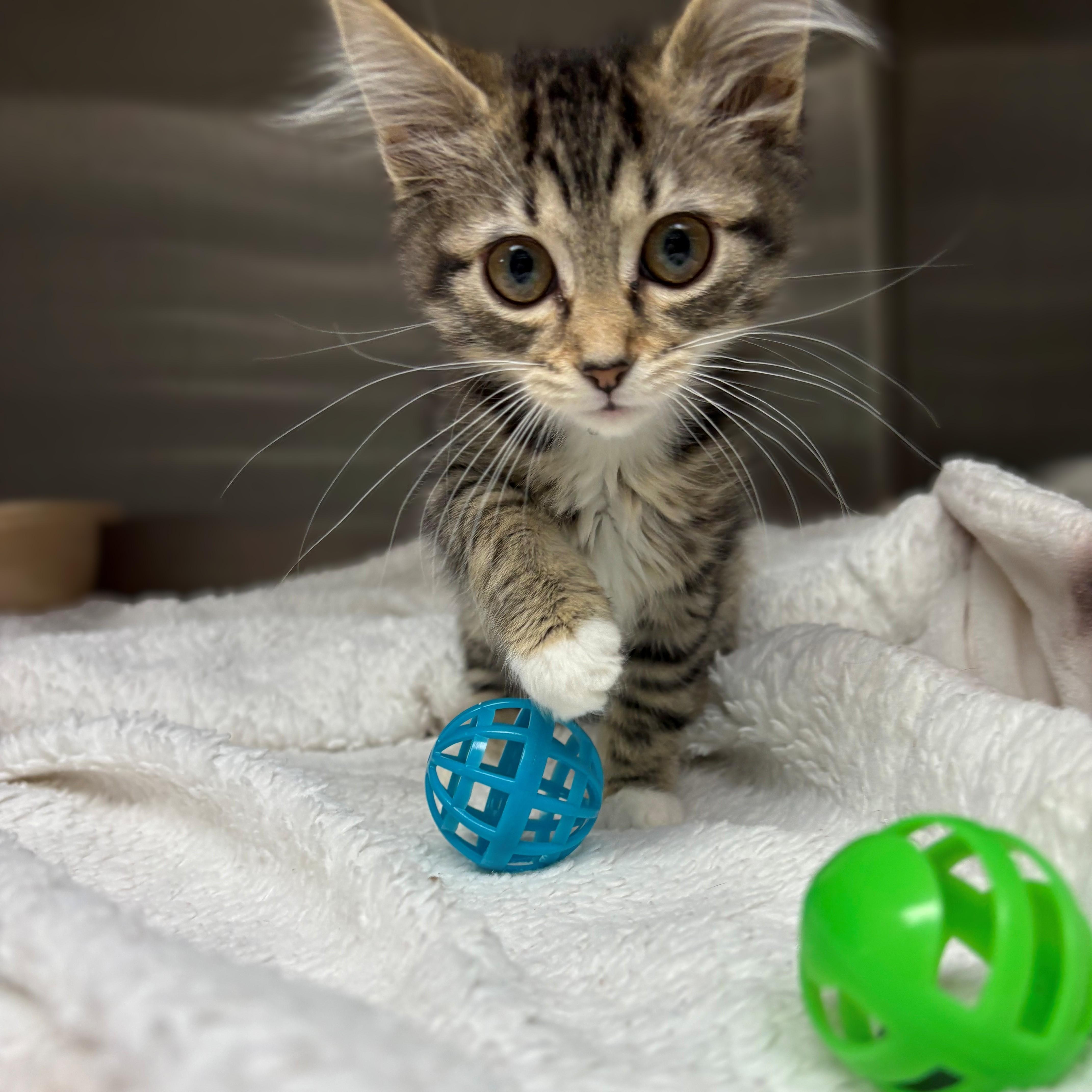Enlarge Tina & Louise- #49909/49908, a ADOPTABLE Domestic Medium Hair in Columbia, MD image 3/3