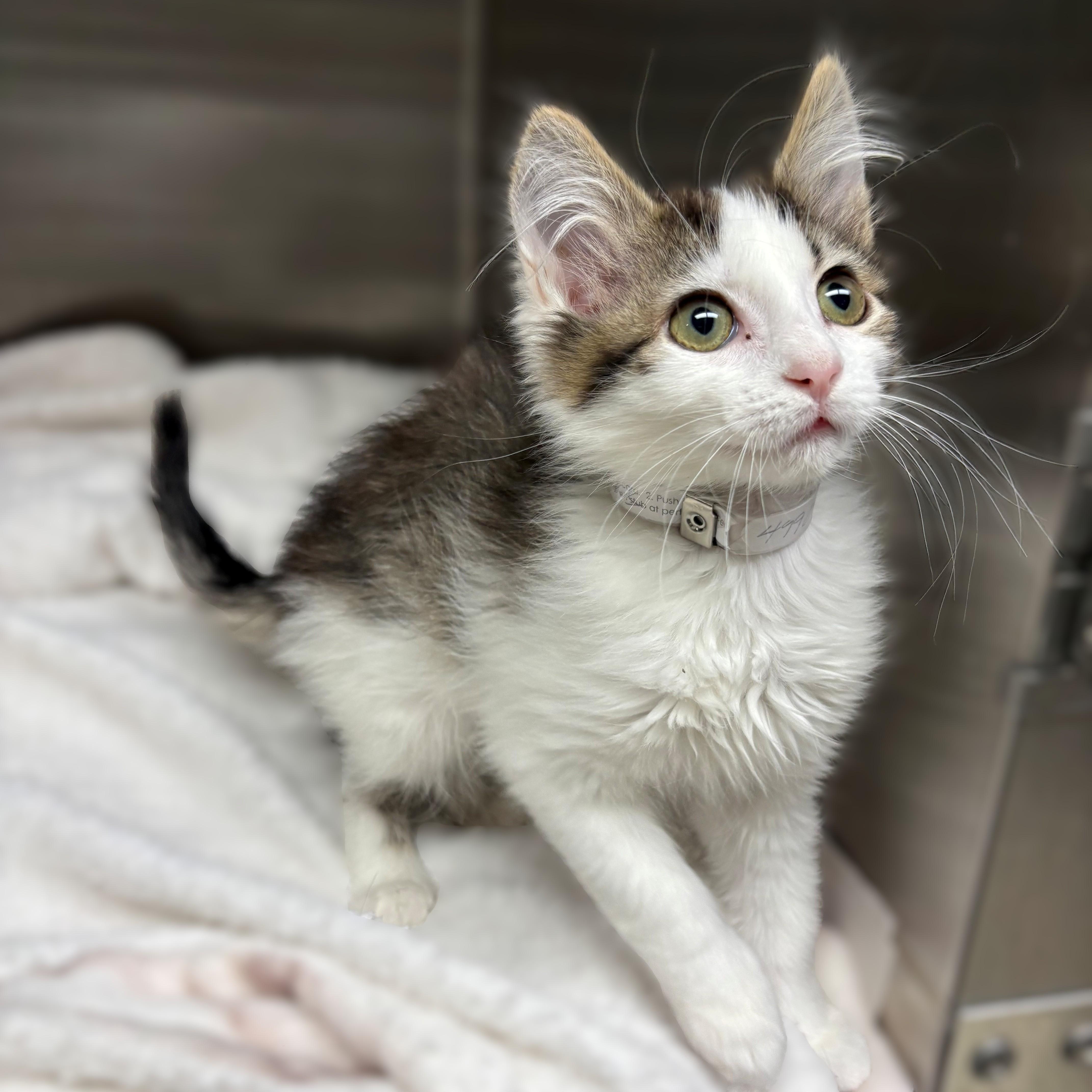 Enlarge Tina & Louise- #49909/49908, a ADOPTABLE Domestic Medium Hair in Columbia, MD image 2/3