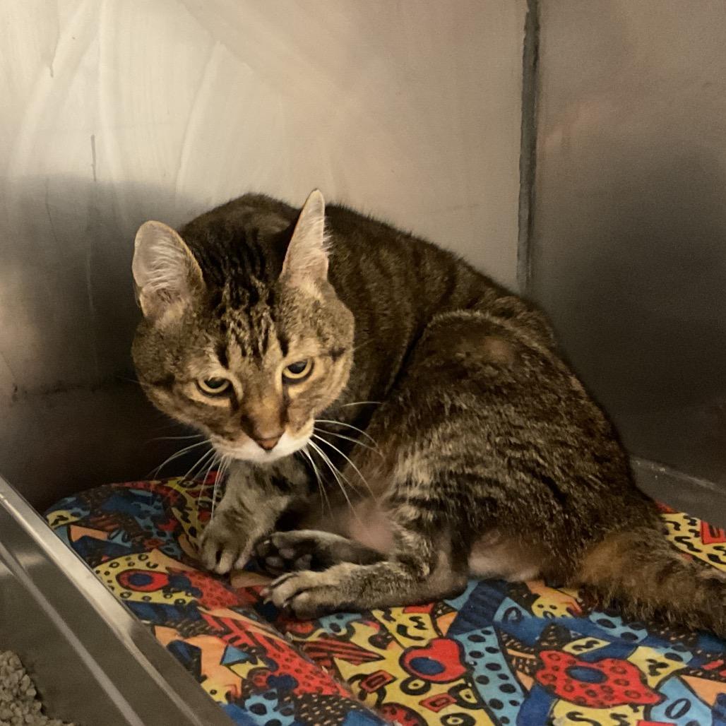 Enlarge Lucky, a Adoptable Domestic Short Hair in Monroe, LA image 1/1