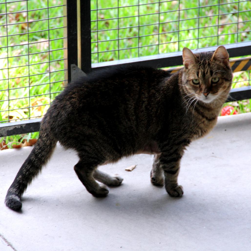 Lucky, a Adoptable Domestic Short Hair in Monroe, LA image 2/2