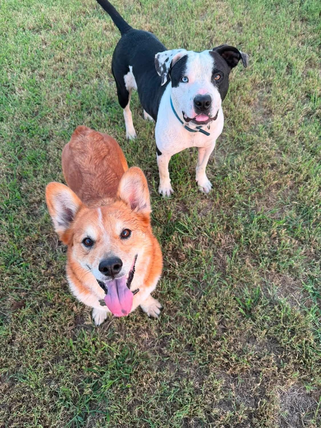 Enlarge Poe, a Adoptable mixed breed in Dallas, TX image 3/6