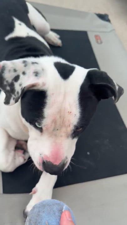Enlarge Poe, a Adoptable mixed breed in Dallas, TX video 6/6
