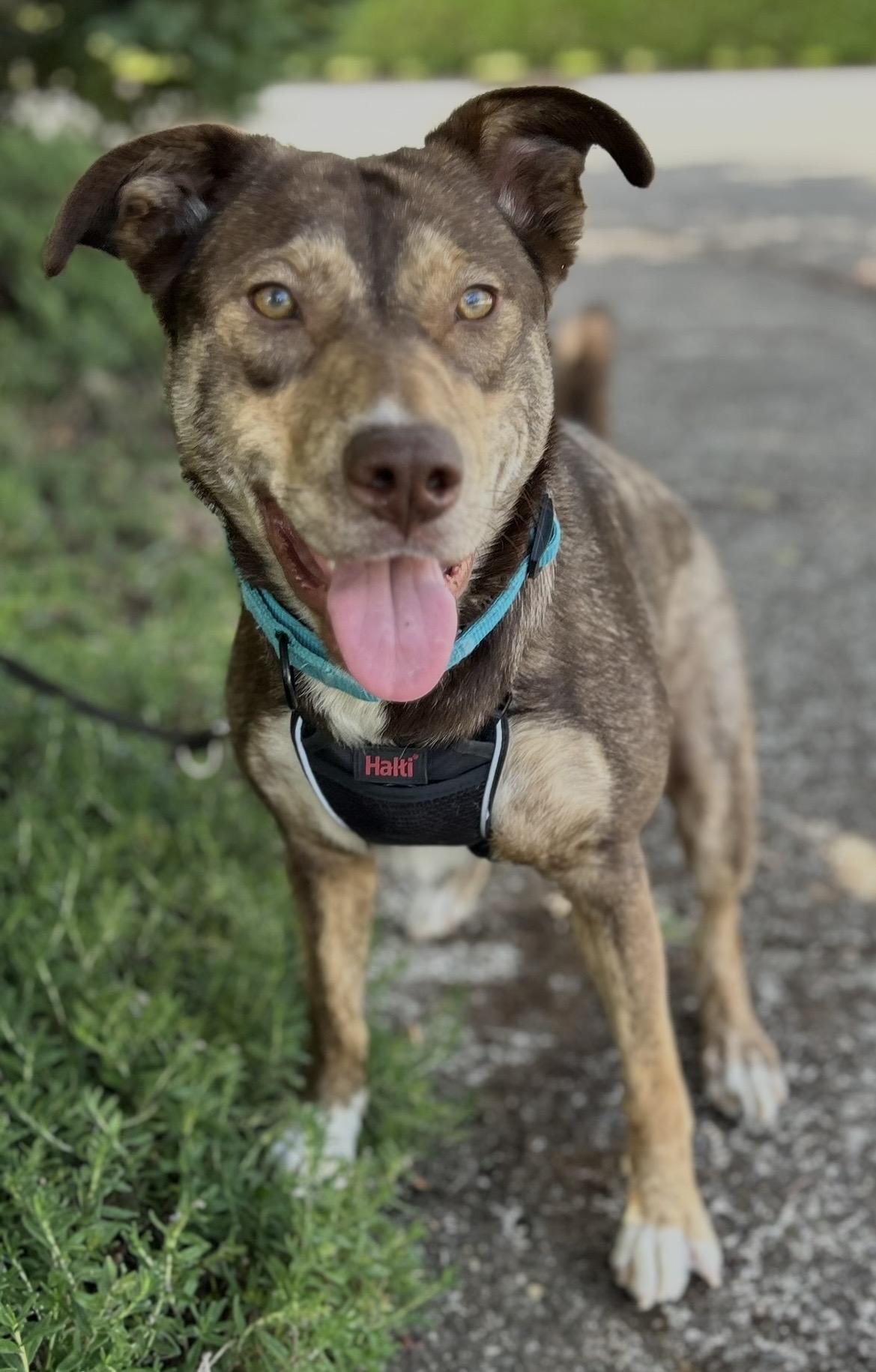 Enlarge Layla, a ADOPTABLE mixed breed in Tigard, OR image 2/6