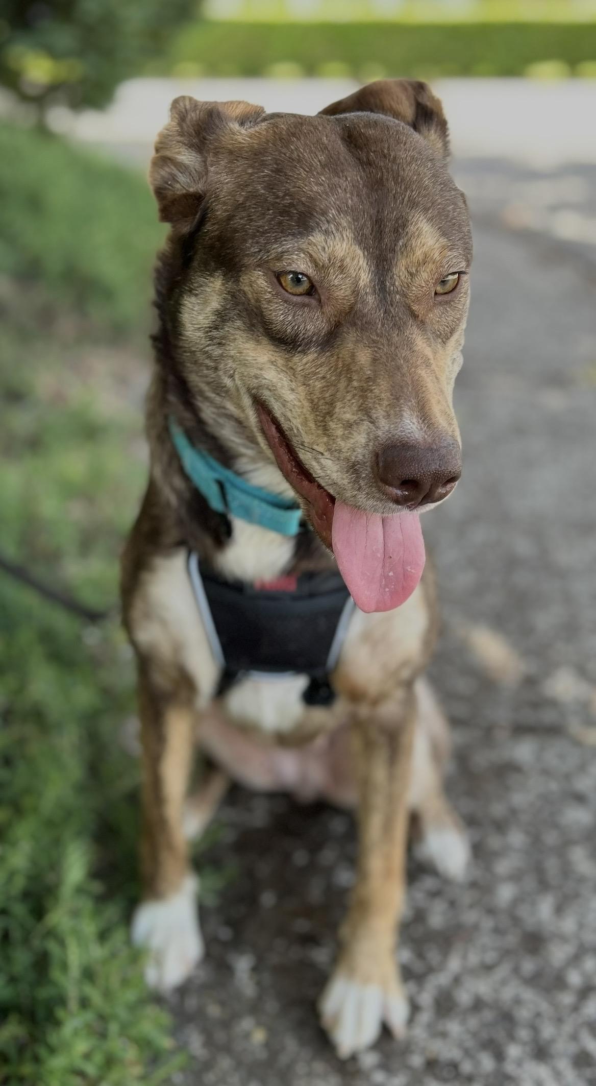 Enlarge Layla, a ADOPTABLE mixed breed in Tigard, OR image 5/6