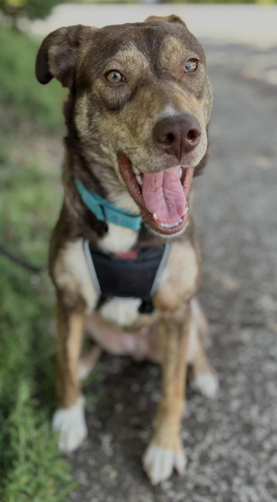 Layla, ADOPTABLE, Young Female Australian Cattle Dog / Blue Heeler.