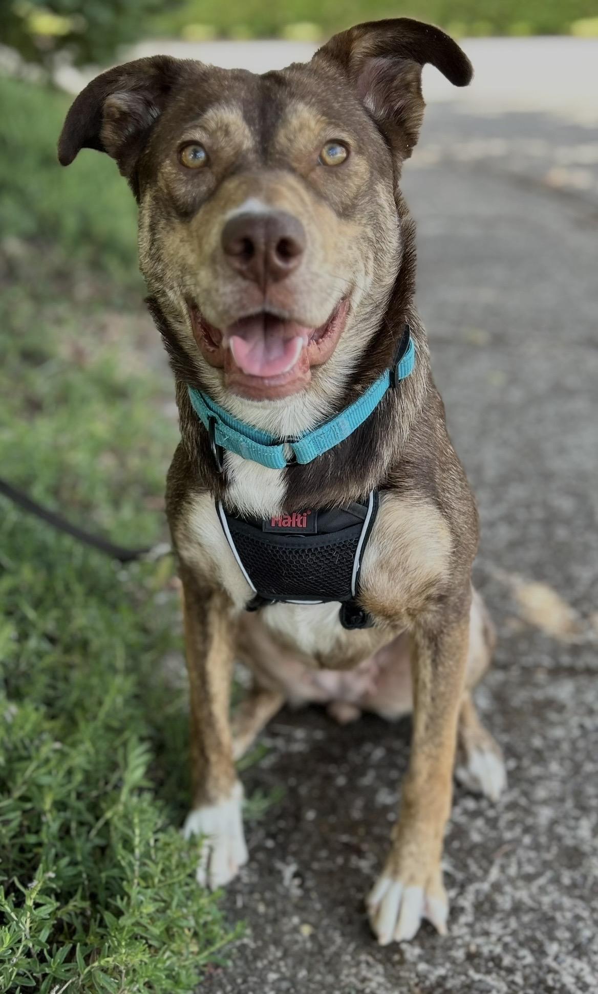 Enlarge Layla, a ADOPTABLE mixed breed in Tigard, OR image 4/6