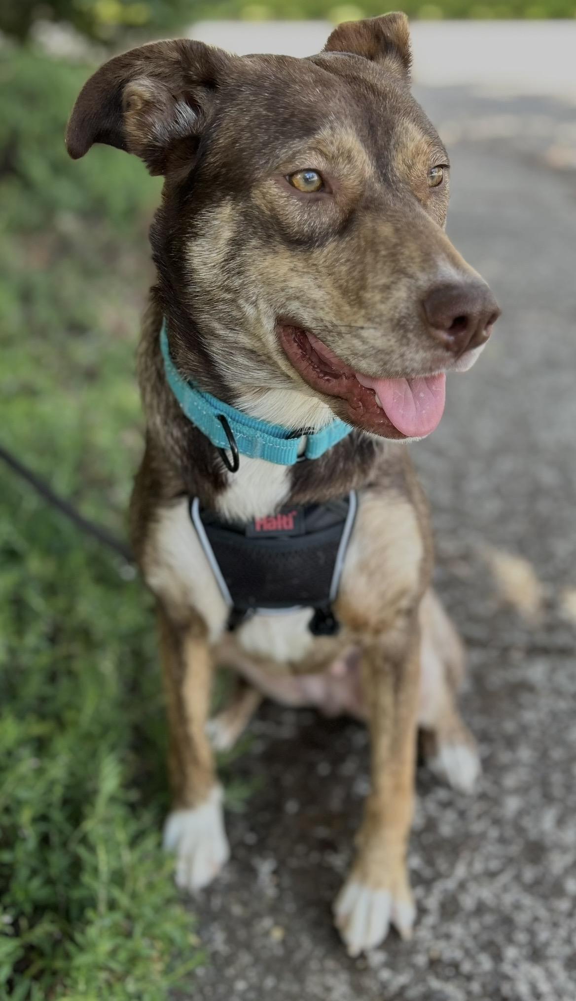 Enlarge Layla, a ADOPTABLE mixed breed in Tigard, OR image 3/6