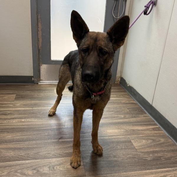 Rapunzel, Adoptable, Adult Female German Shepherd Dog & Belgian Shepherd / Sheepdog.