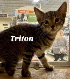 Triton