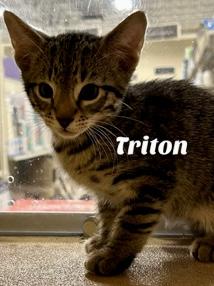 Triton, Baby Male Domestic Short Hair