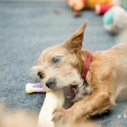 JULIAN, an adopted mixed breed in Nashville, TN image 4/5