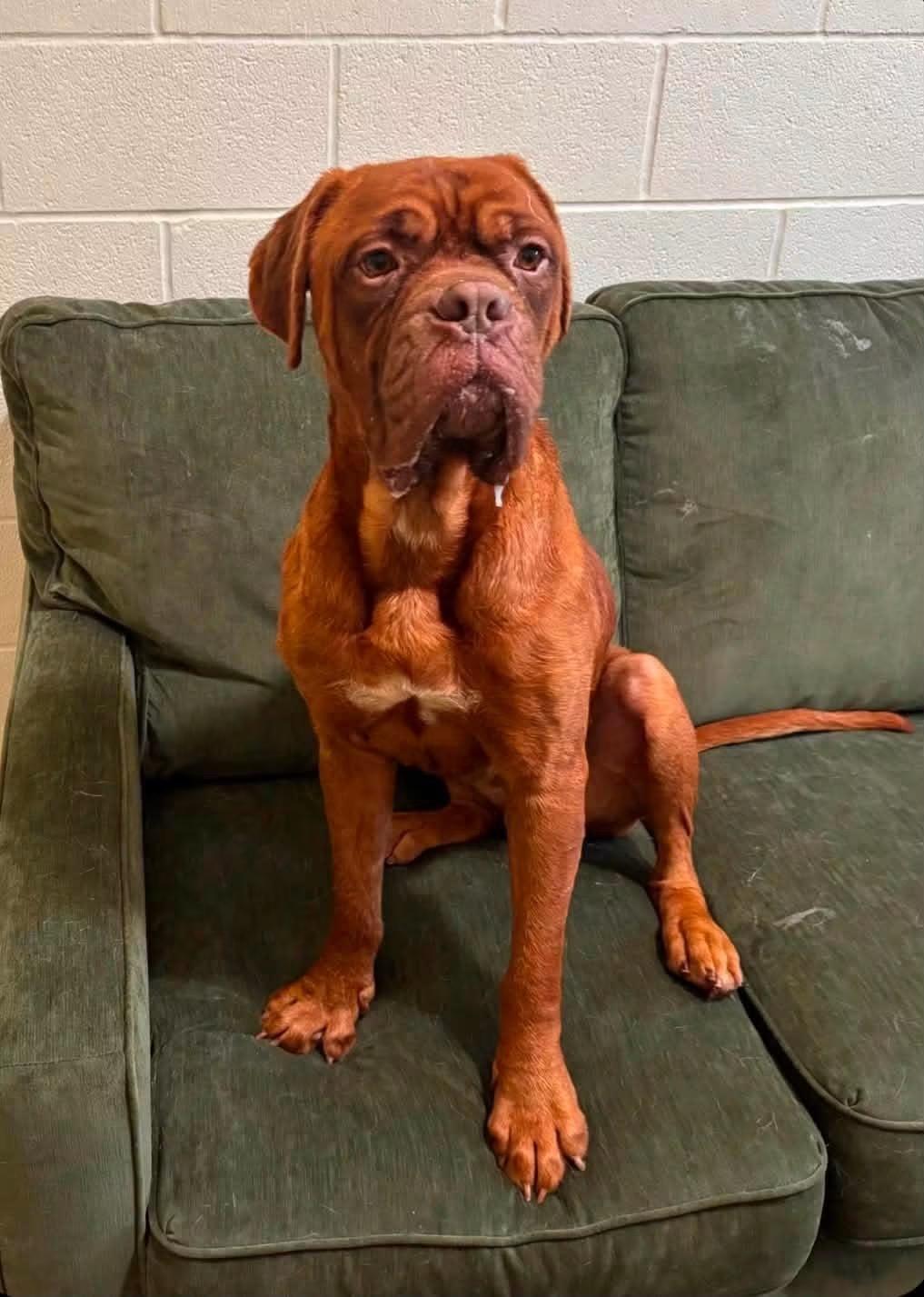 HOOCH, Adoptable, Adult Male Dogue de Bordeaux.