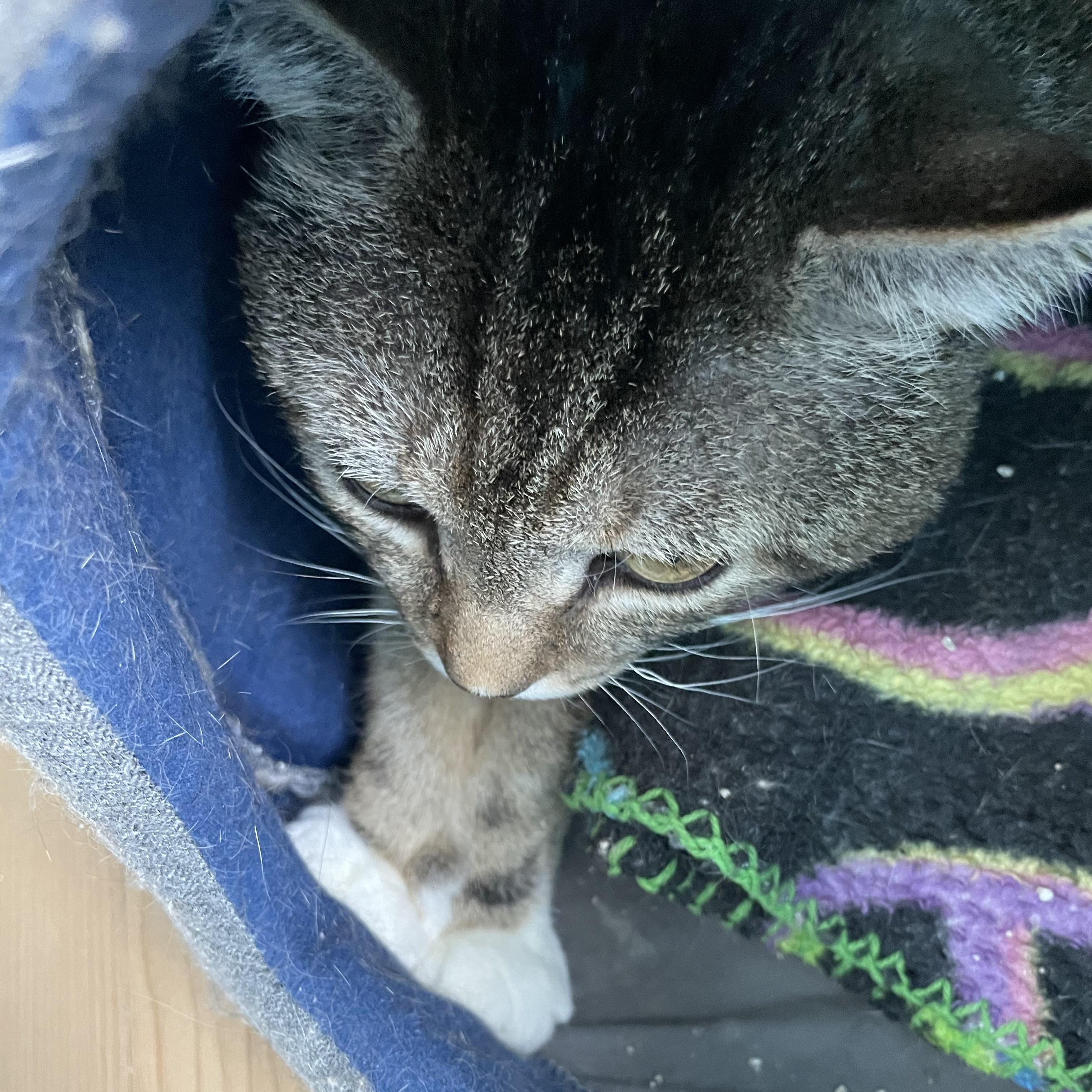 Enlarge Mick, a Adoptable Domestic Short Hair in Wells, ME image 2/3