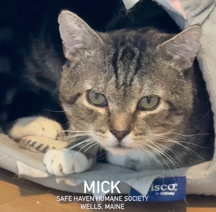 Enlarge Mick, a Adoptable Domestic Short Hair in Wells, ME image 3/3