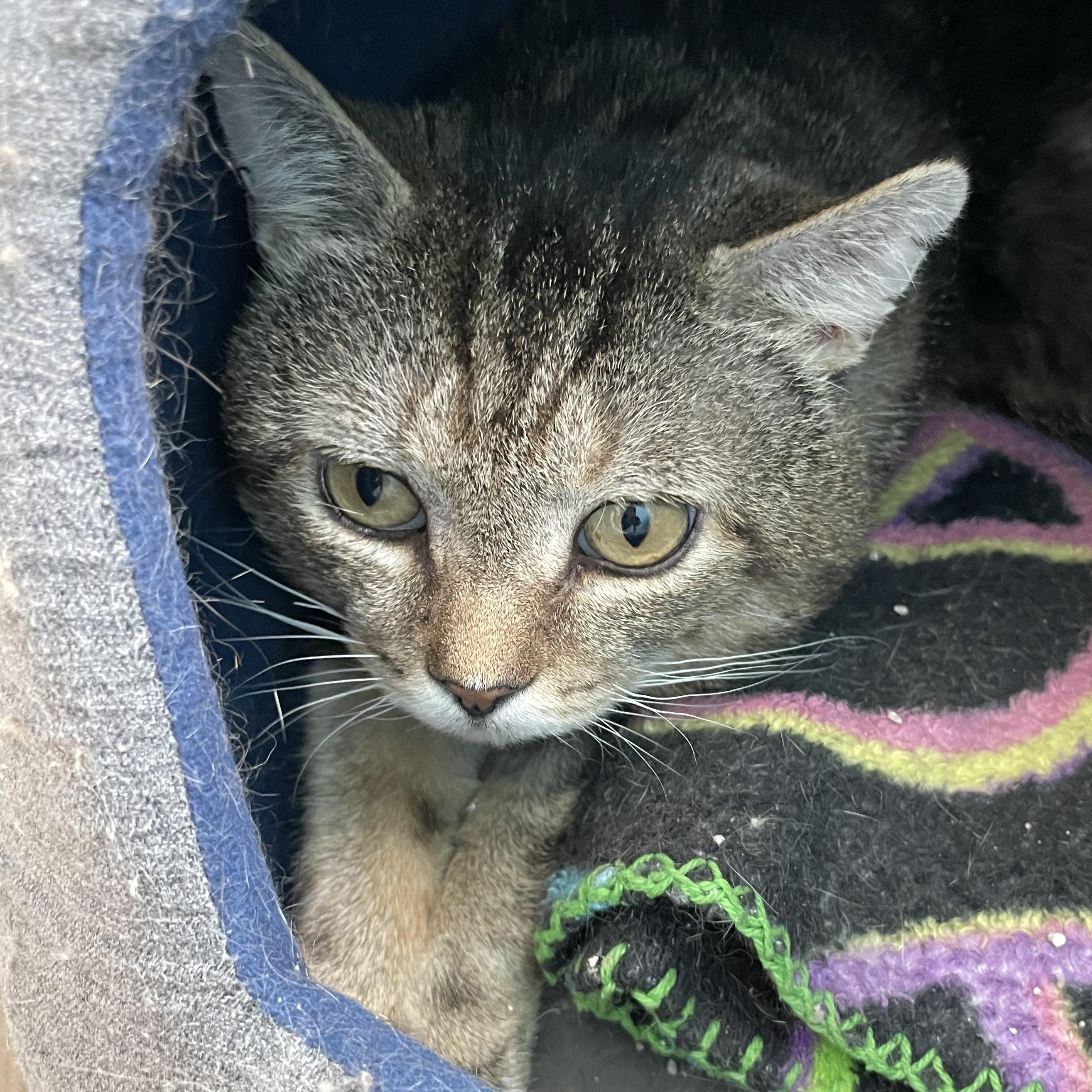 Mick, Adoptable, Adult Male Domestic Short Hair.