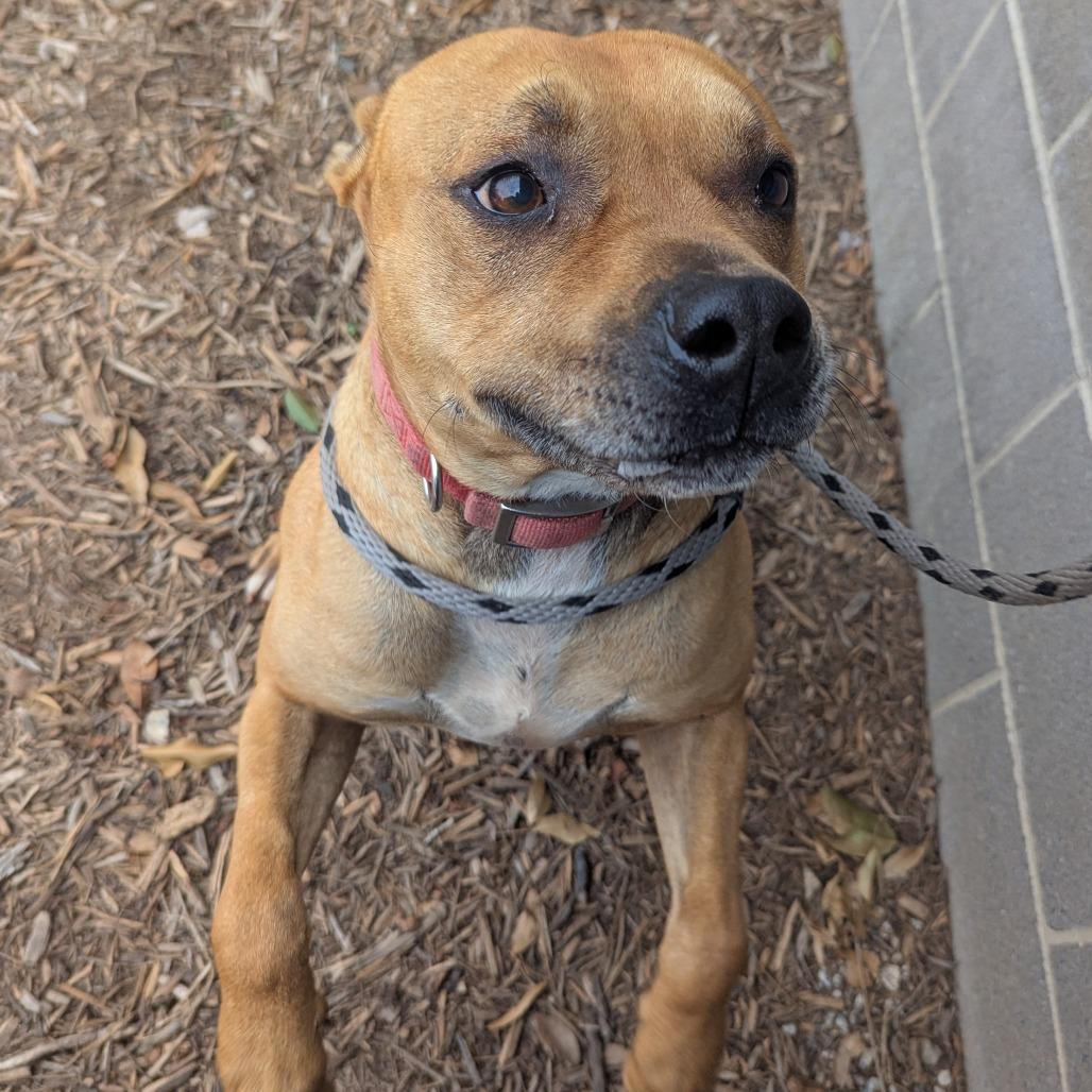Flabber, Adoptable, Adult Male Pit Bull Terrier.