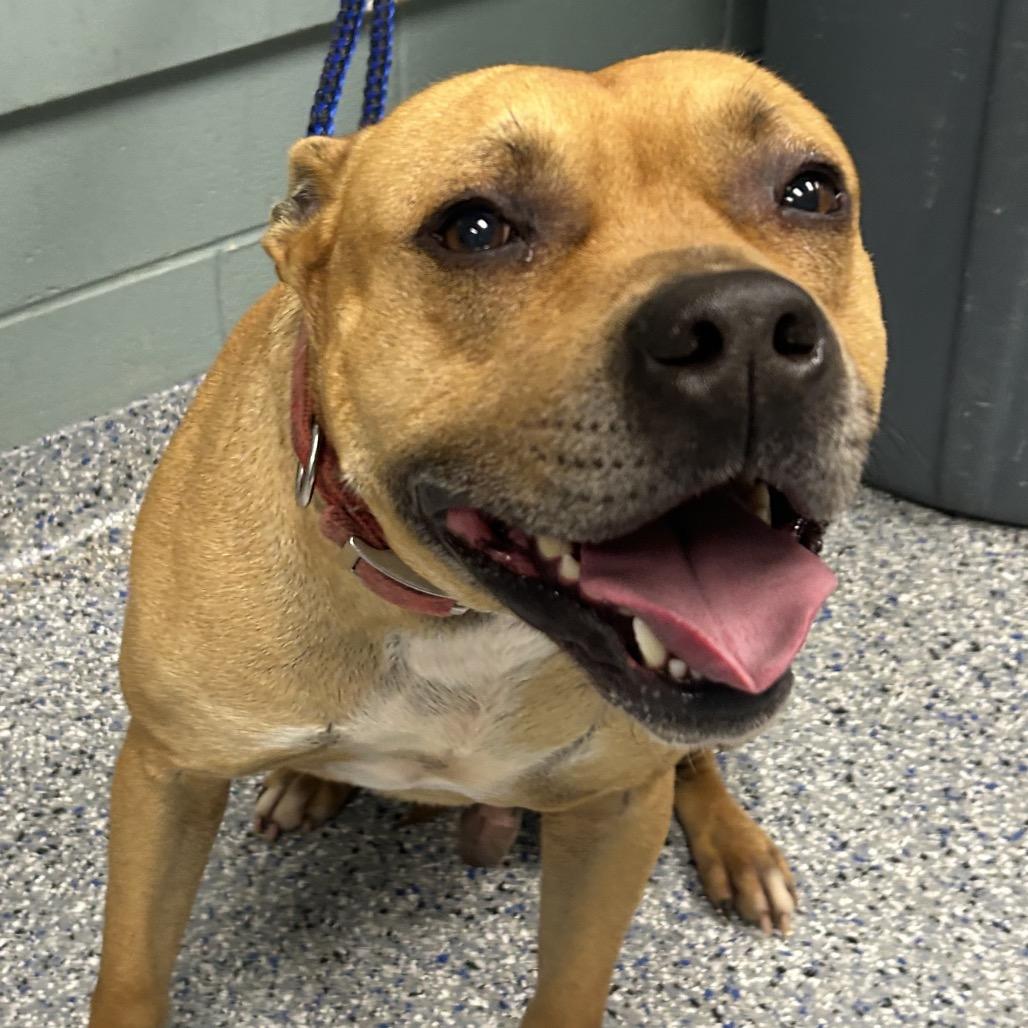 Flabber, a Adoptable Pit Bull Terrier in Greenville, SC image 5/6