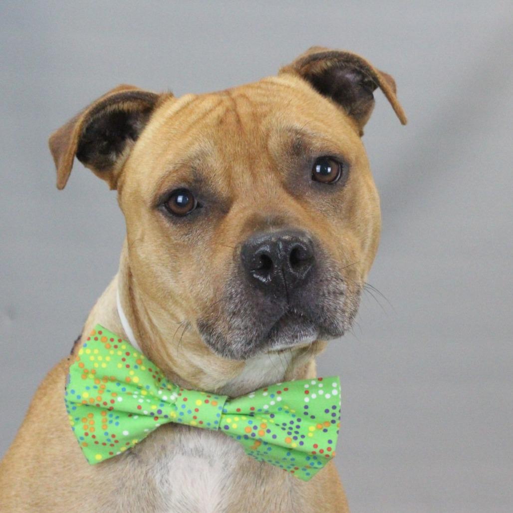 Flabber, a Adoptable Pit Bull Terrier in Greenville, SC image 6/6