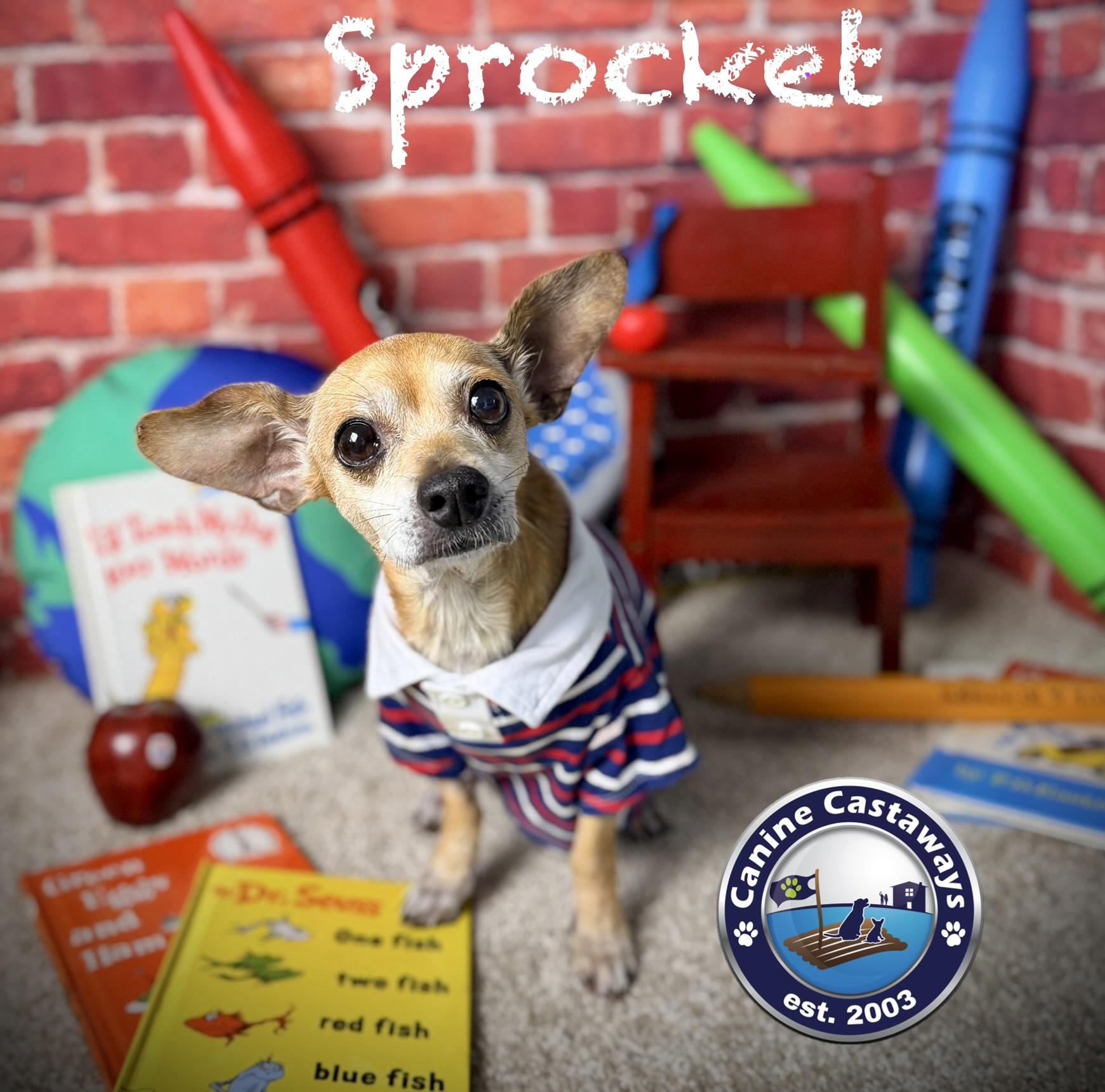 Enlarge Sprocket, an adopted mixed breed in Arcadia, FL image 5/5