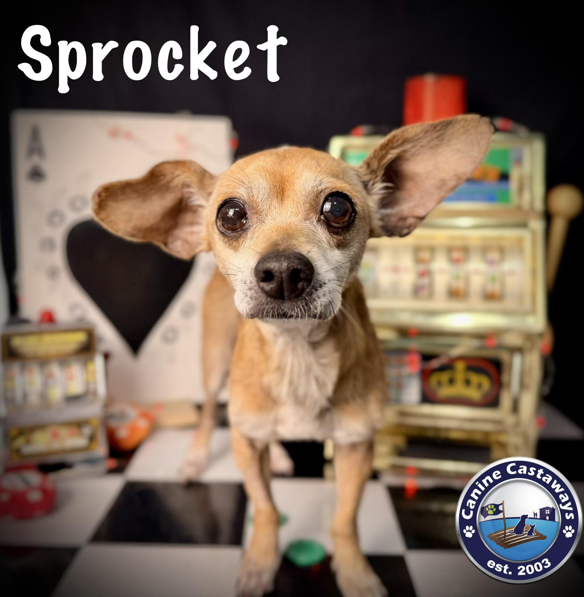 Enlarge Sprocket, an adopted mixed breed in Arcadia, FL image 2/5