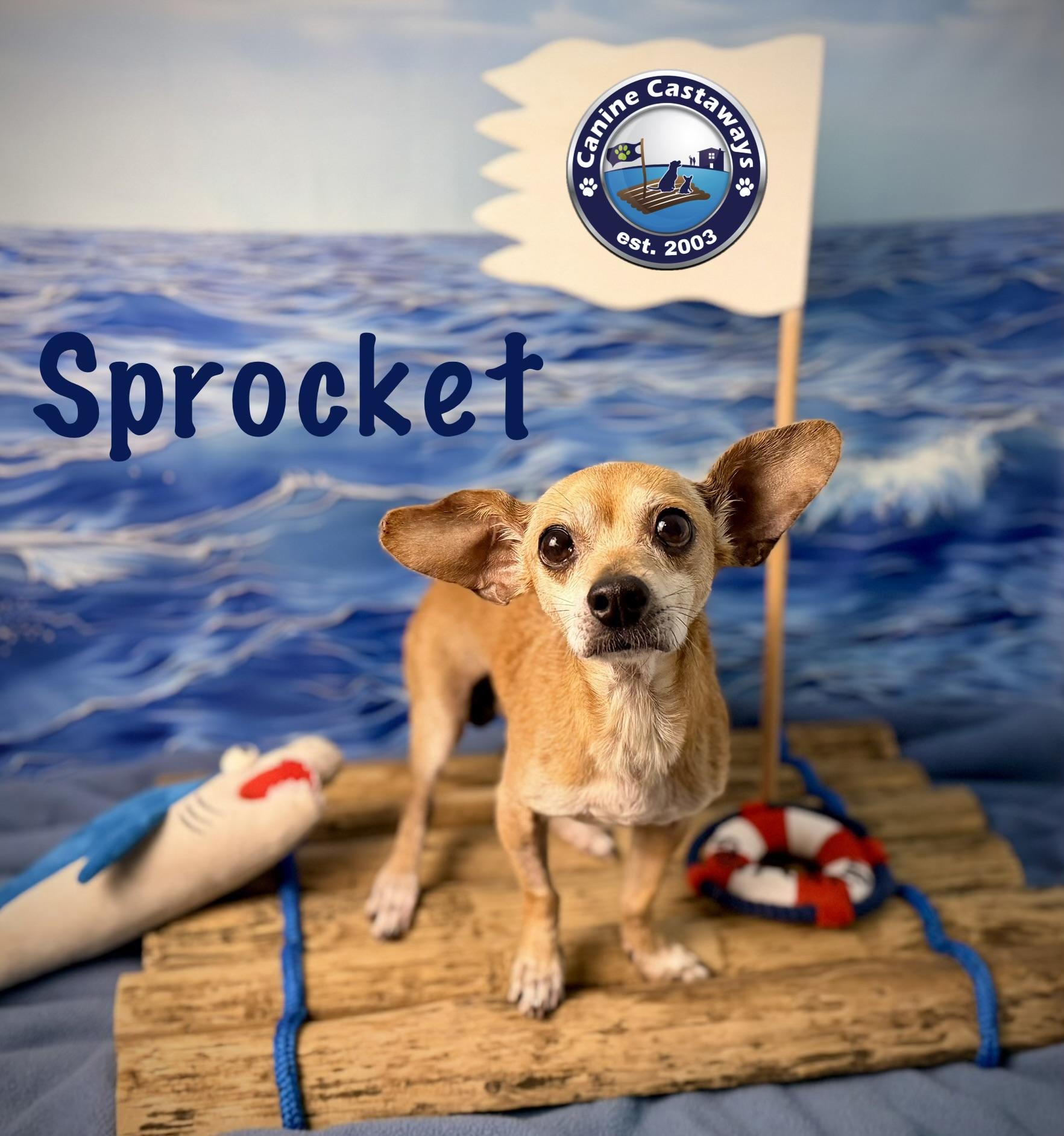 Enlarge Sprocket, an adopted mixed breed in Arcadia, FL image 4/5