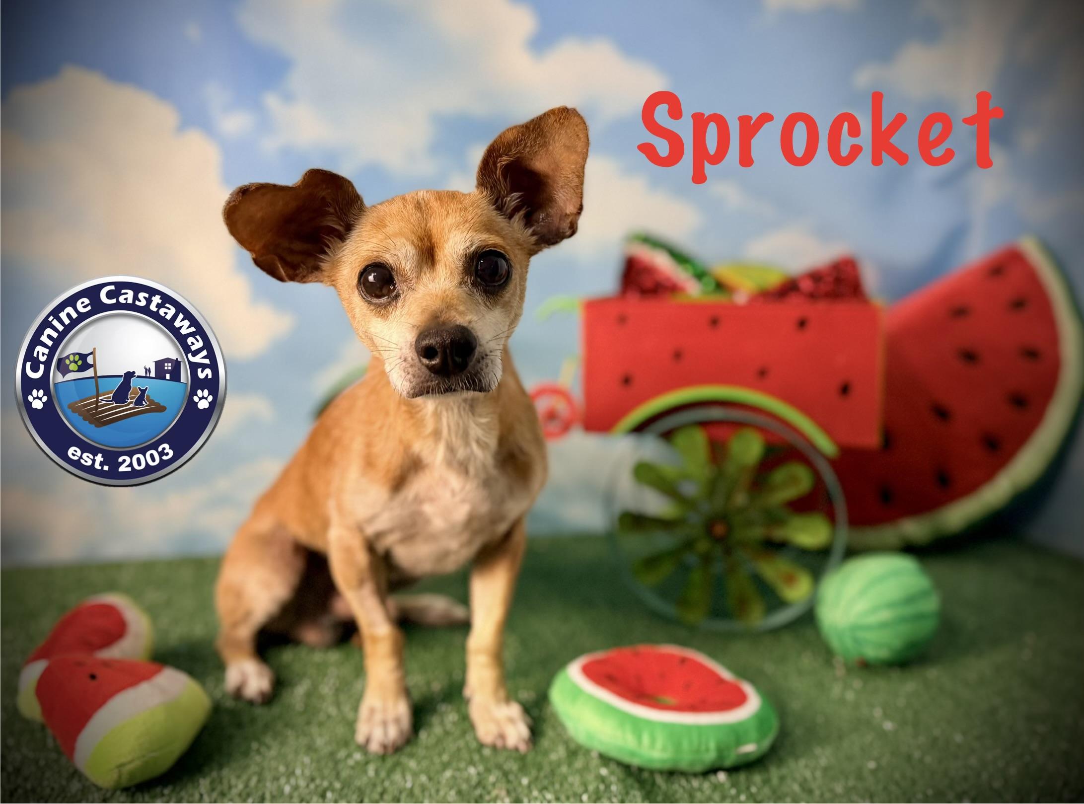 Enlarge Sprocket, an adopted mixed breed in Arcadia, FL image 3/5
