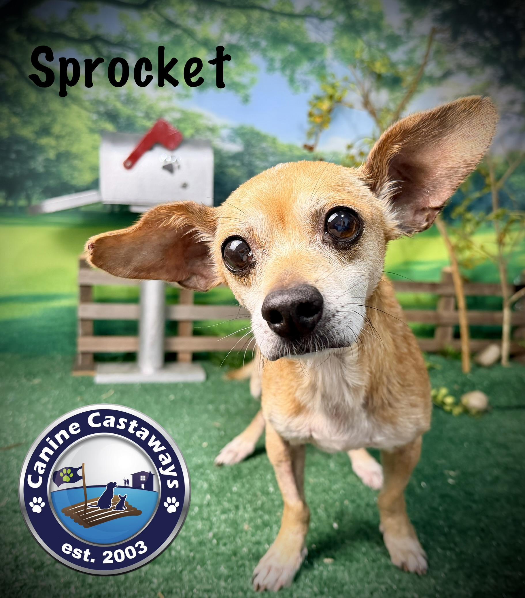 Enlarge Sprocket, an adopted mixed breed in Arcadia, FL image 1/5