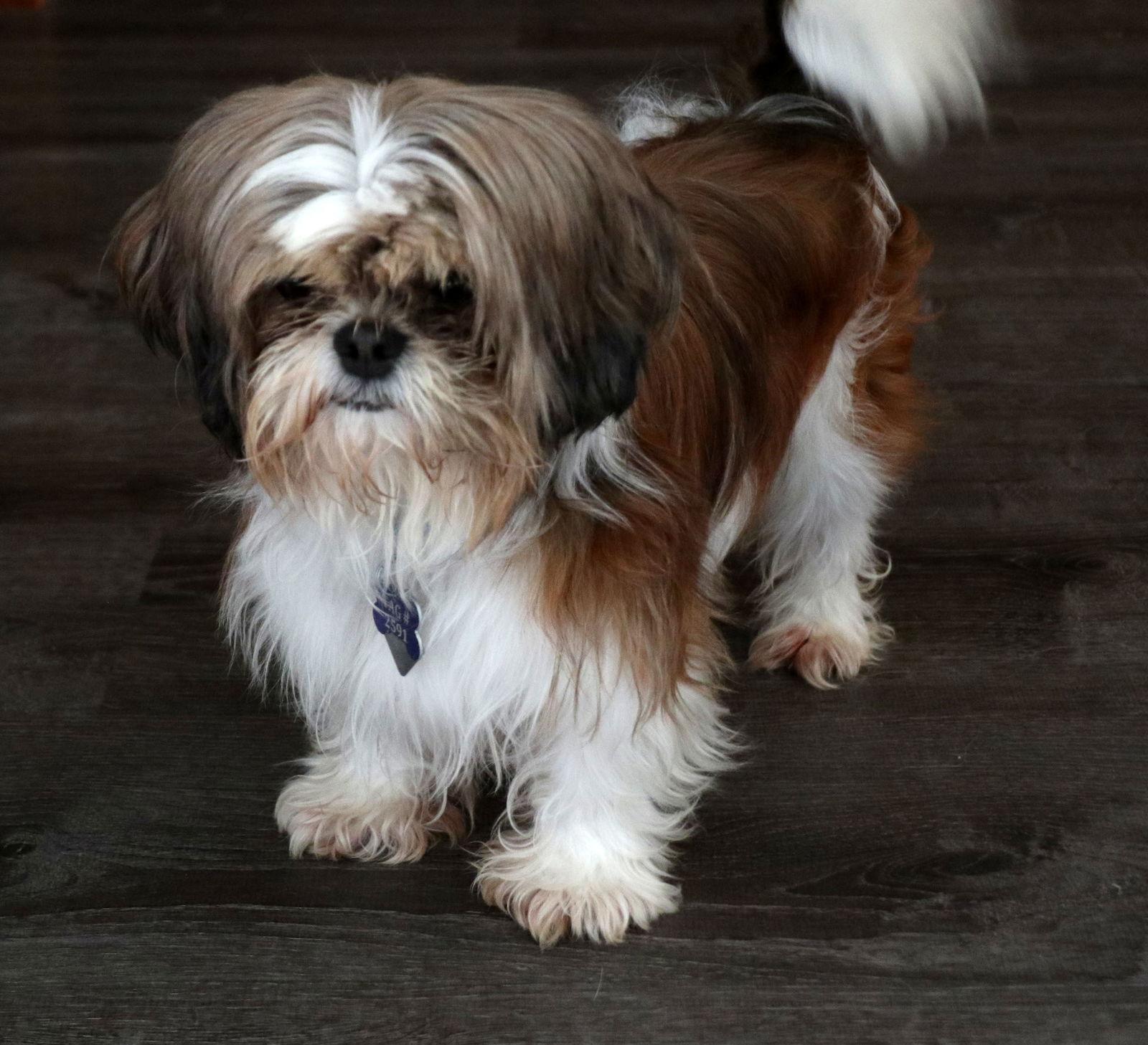 Dickens - Richland, a Adopted Shih Tzu in Pataskala, OH image 1/3