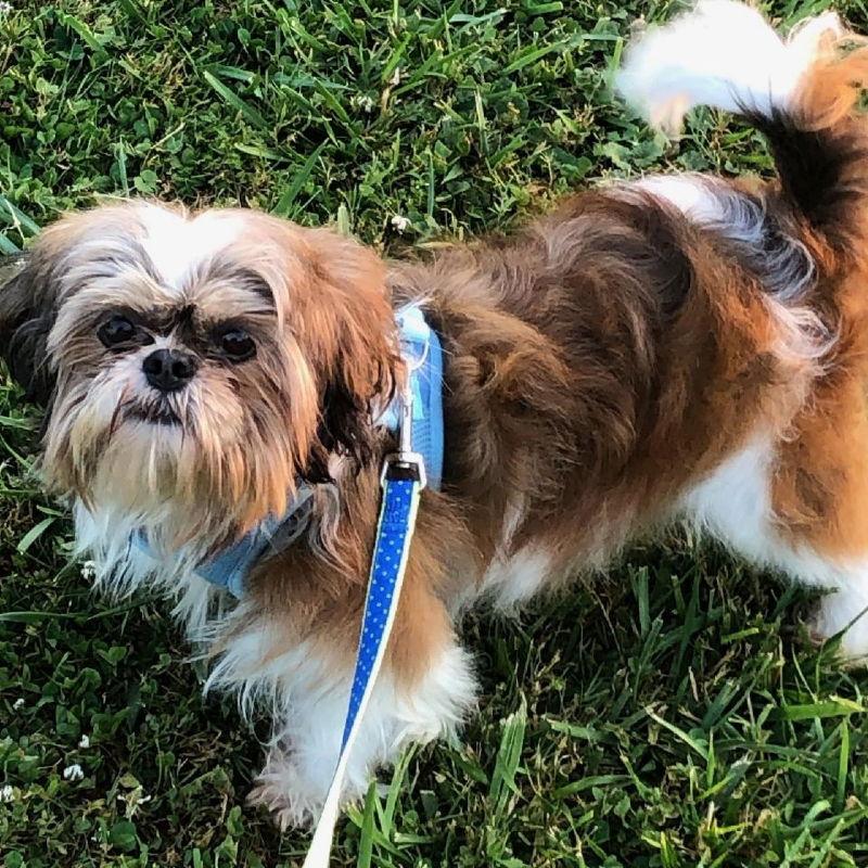 Dickens - Richland, a Adopted Shih Tzu in Pataskala, OH image 2/3