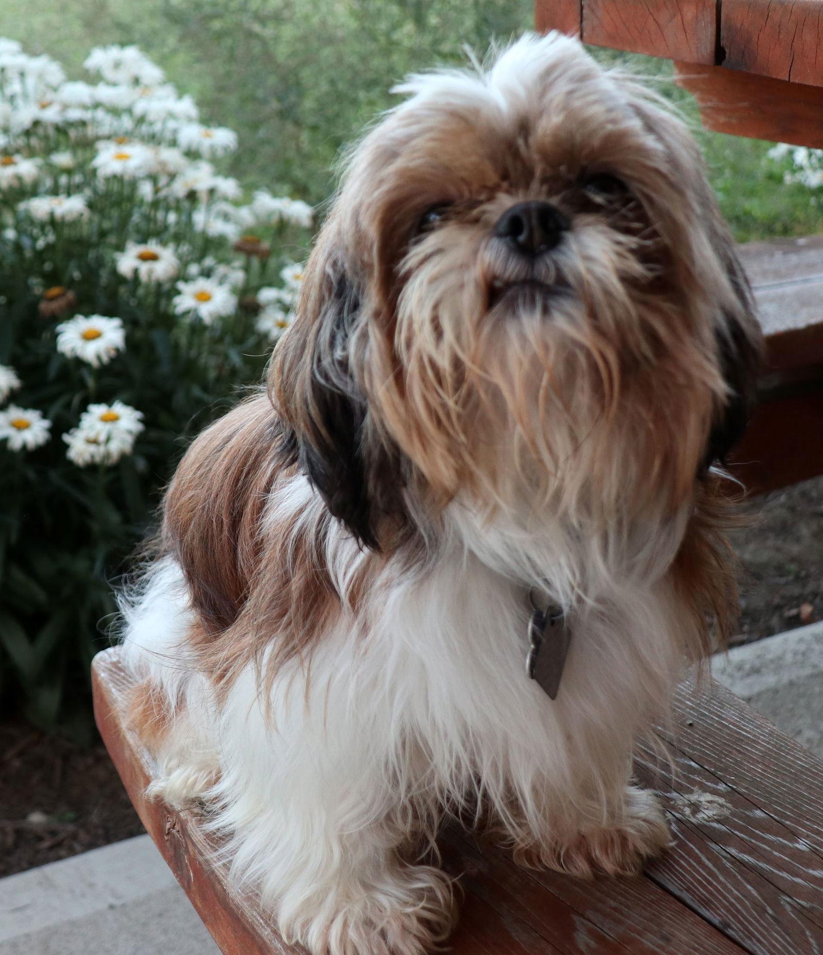 Dickens - Richland, a Adopted Shih Tzu in Pataskala, OH image 3/3
