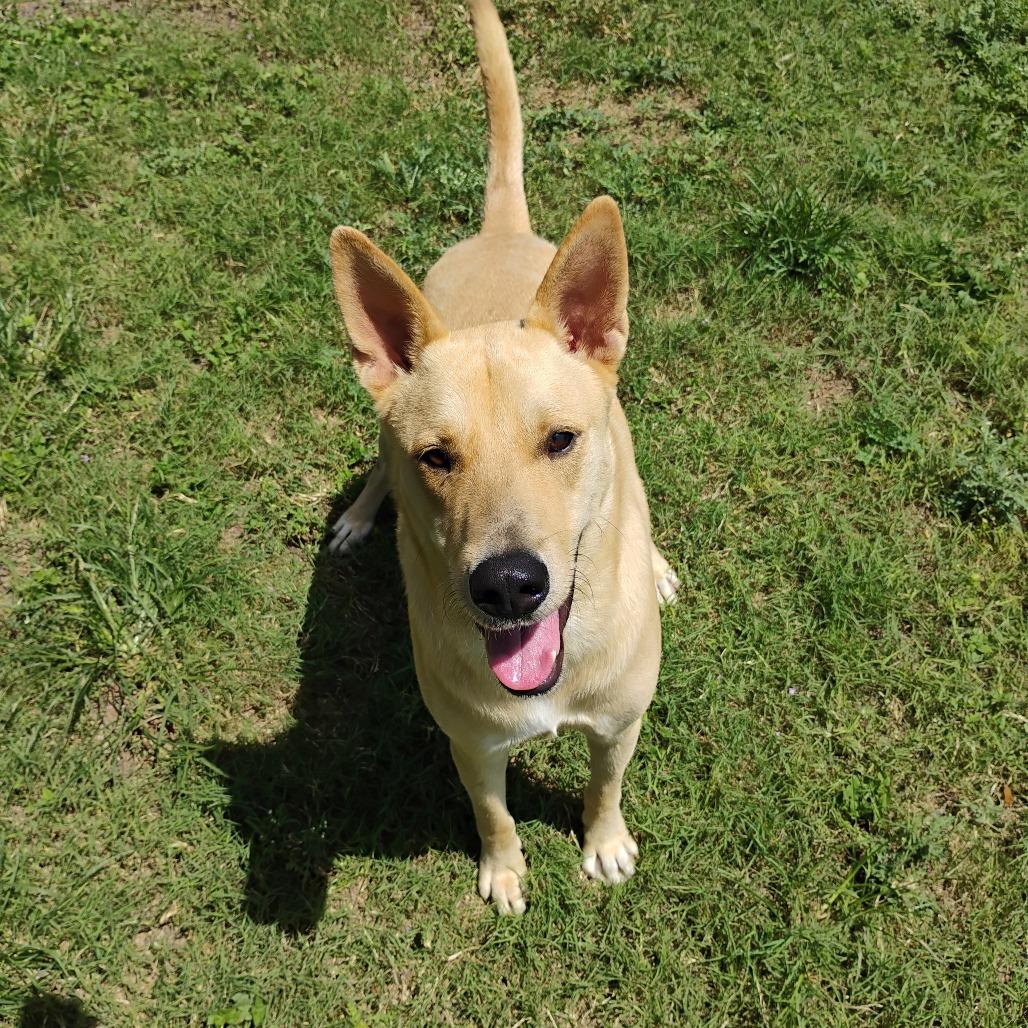 Enlarge Cooper, a Adoptable mixed breed in Corpus Christi, TX image 1/4