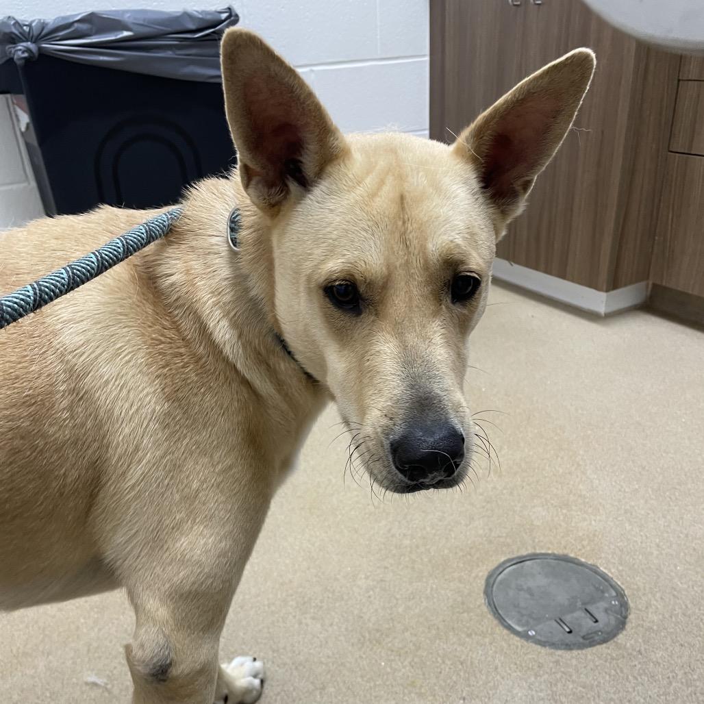 Enlarge Cooper, a Adoptable mixed breed in Corpus Christi, TX image 2/4