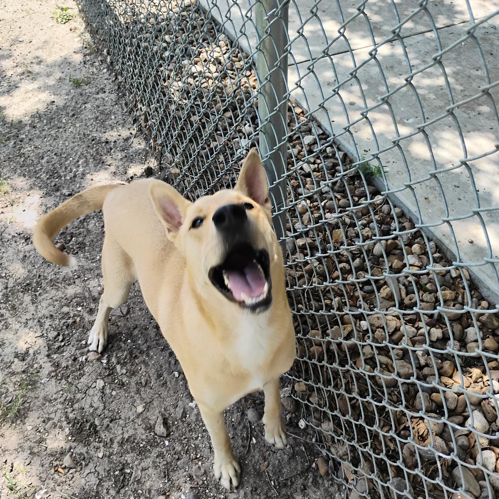 Enlarge Cooper, a Adoptable mixed breed in Corpus Christi, TX image 3/4