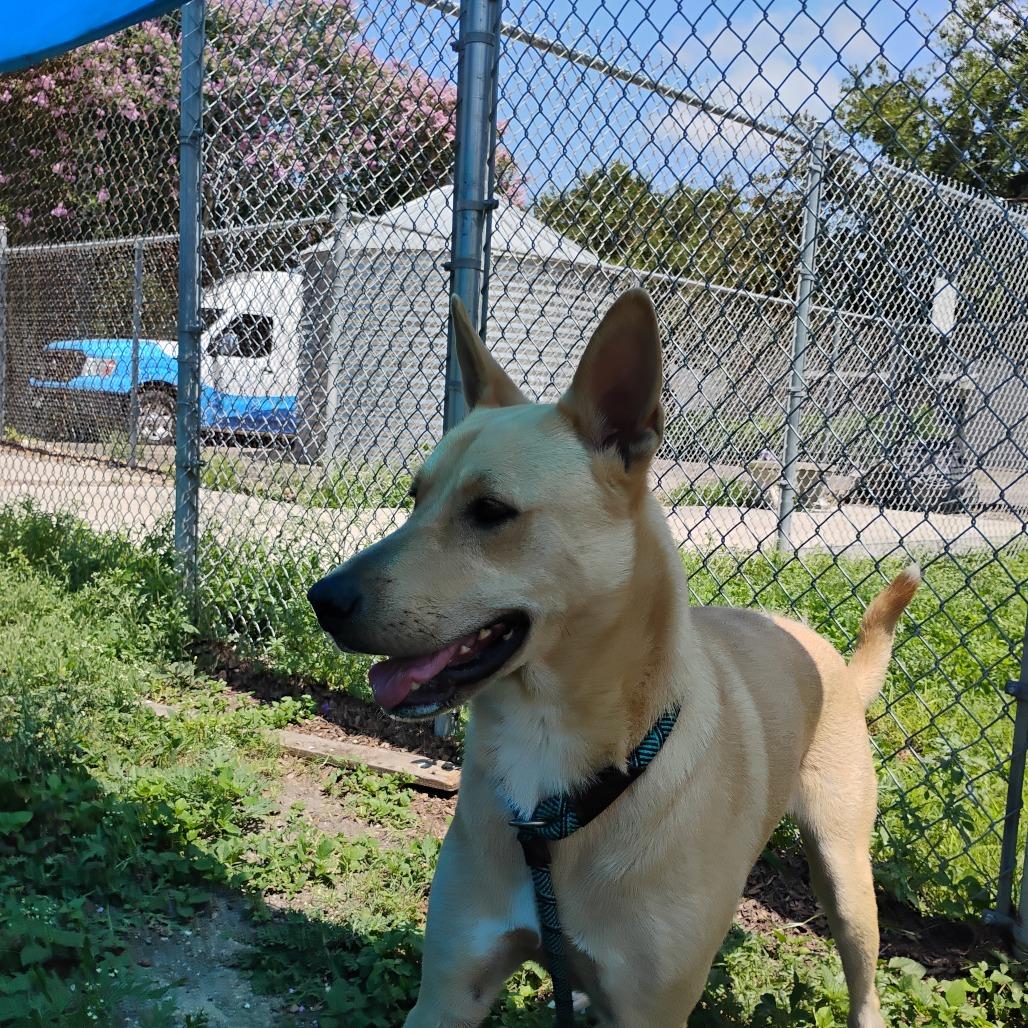 Enlarge Cooper, a Adoptable mixed breed in Corpus Christi, TX image 4/4