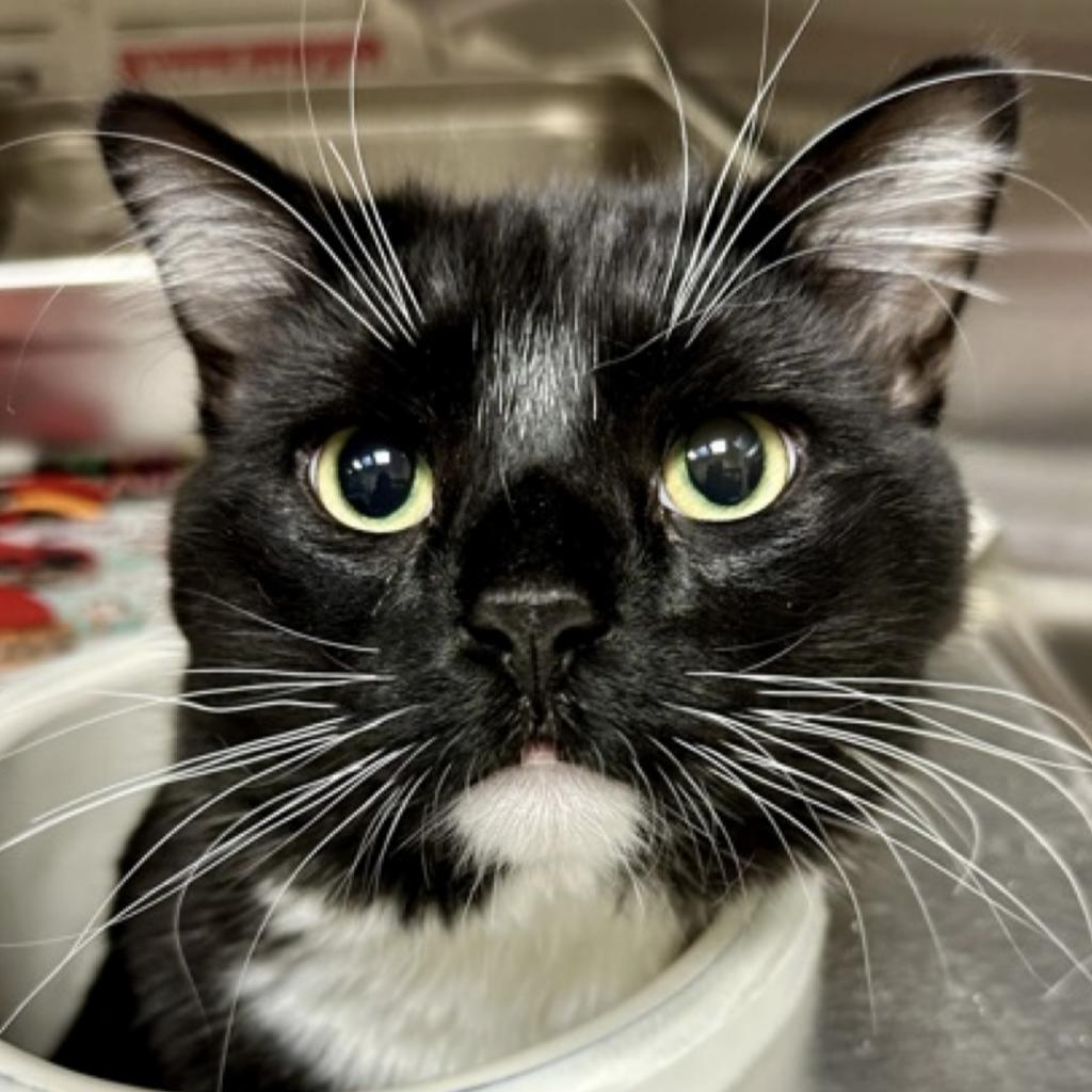 Roni, Adoptable, Adult Male Domestic Medium Hair.