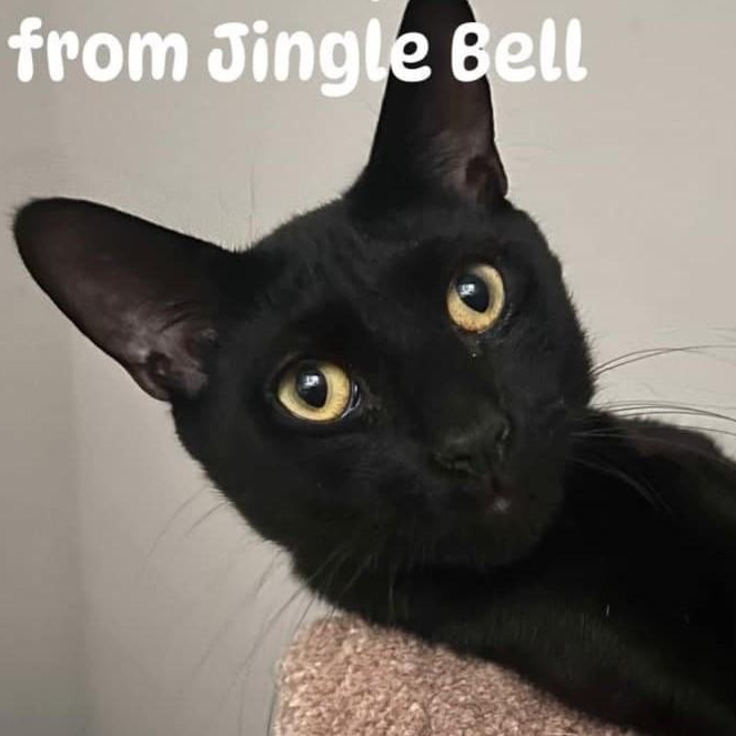 Jingle