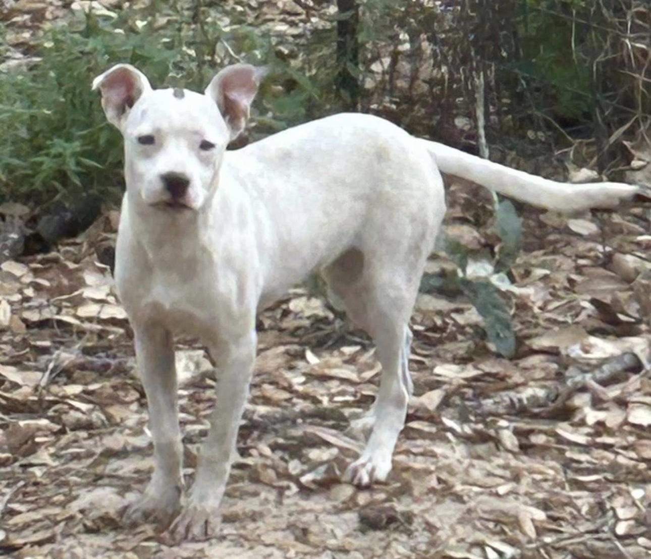 Piggy, Adoptable, Puppy Female American Bulldog.