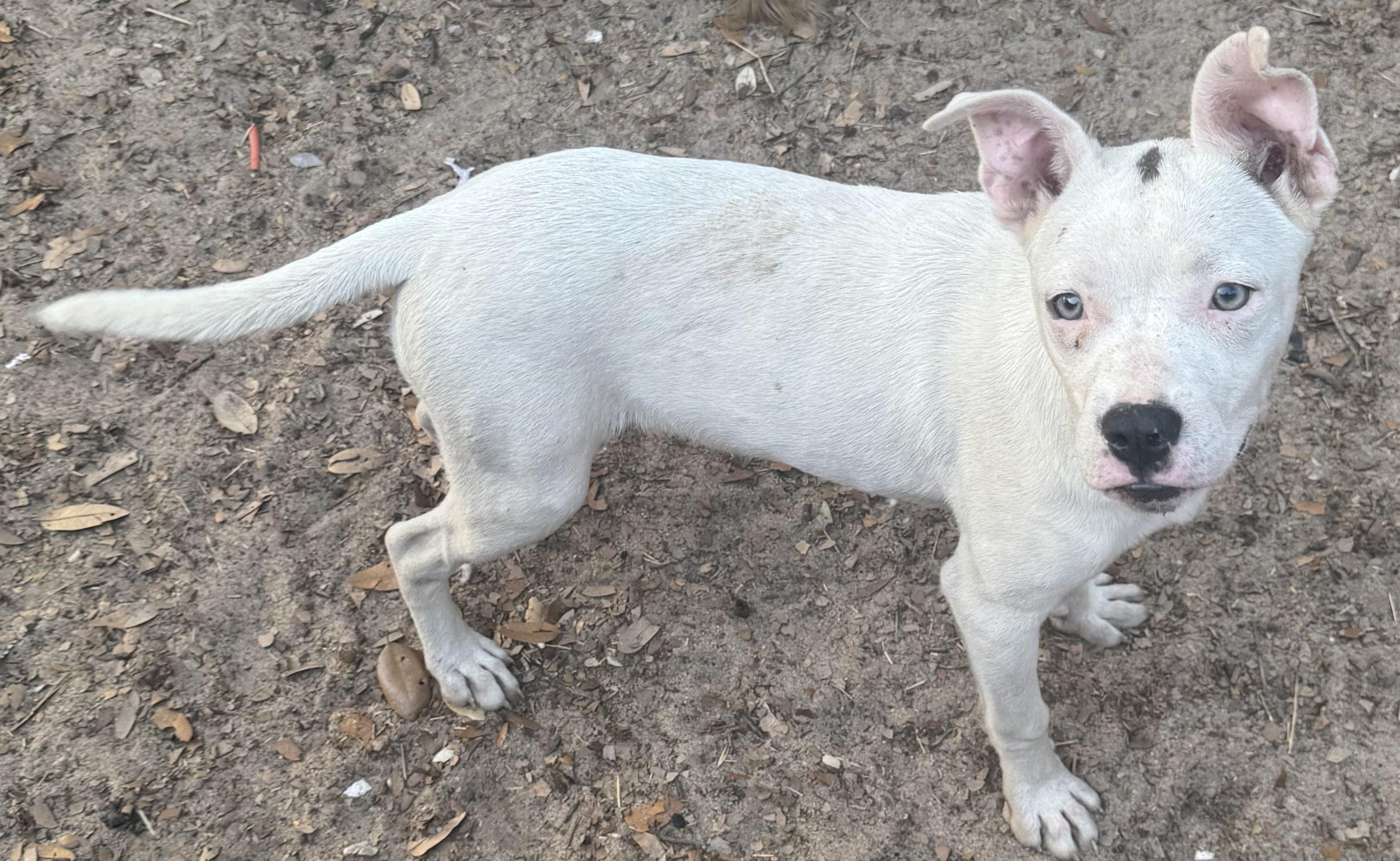 Enlarge Piggy, a Adoptable American Bulldog in Parsippany, NJ image 2/2