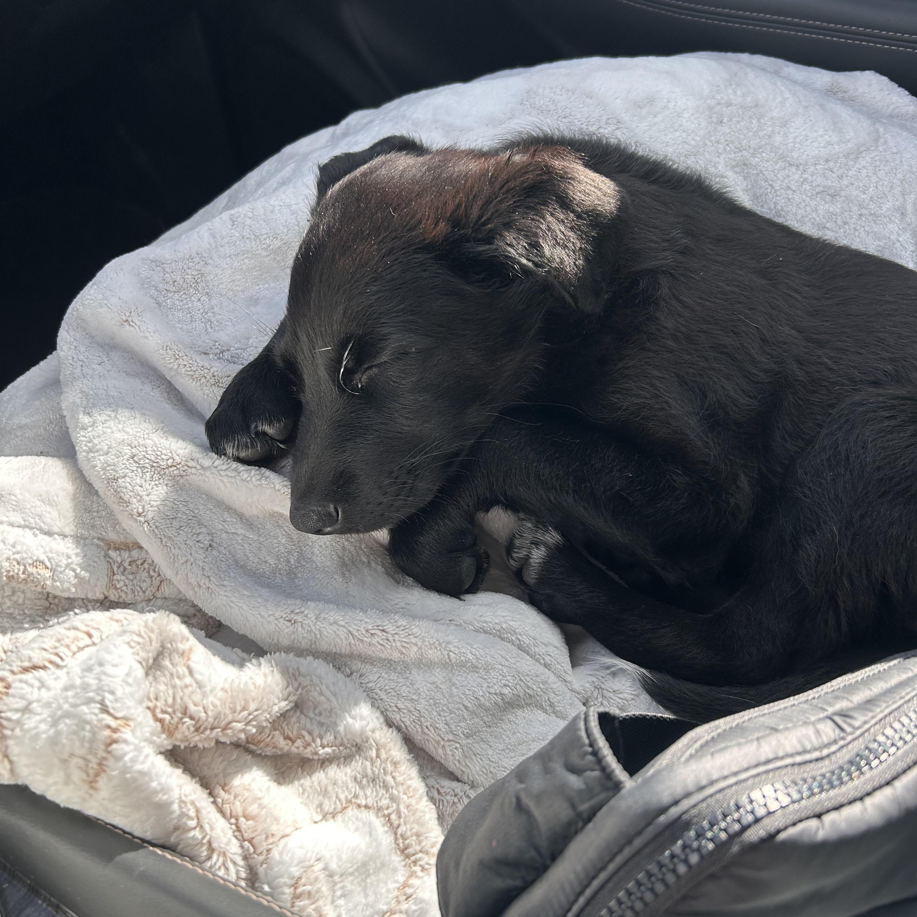 Willow, an adopted Mixed Breed in Sioux Falls, SD image 4/6