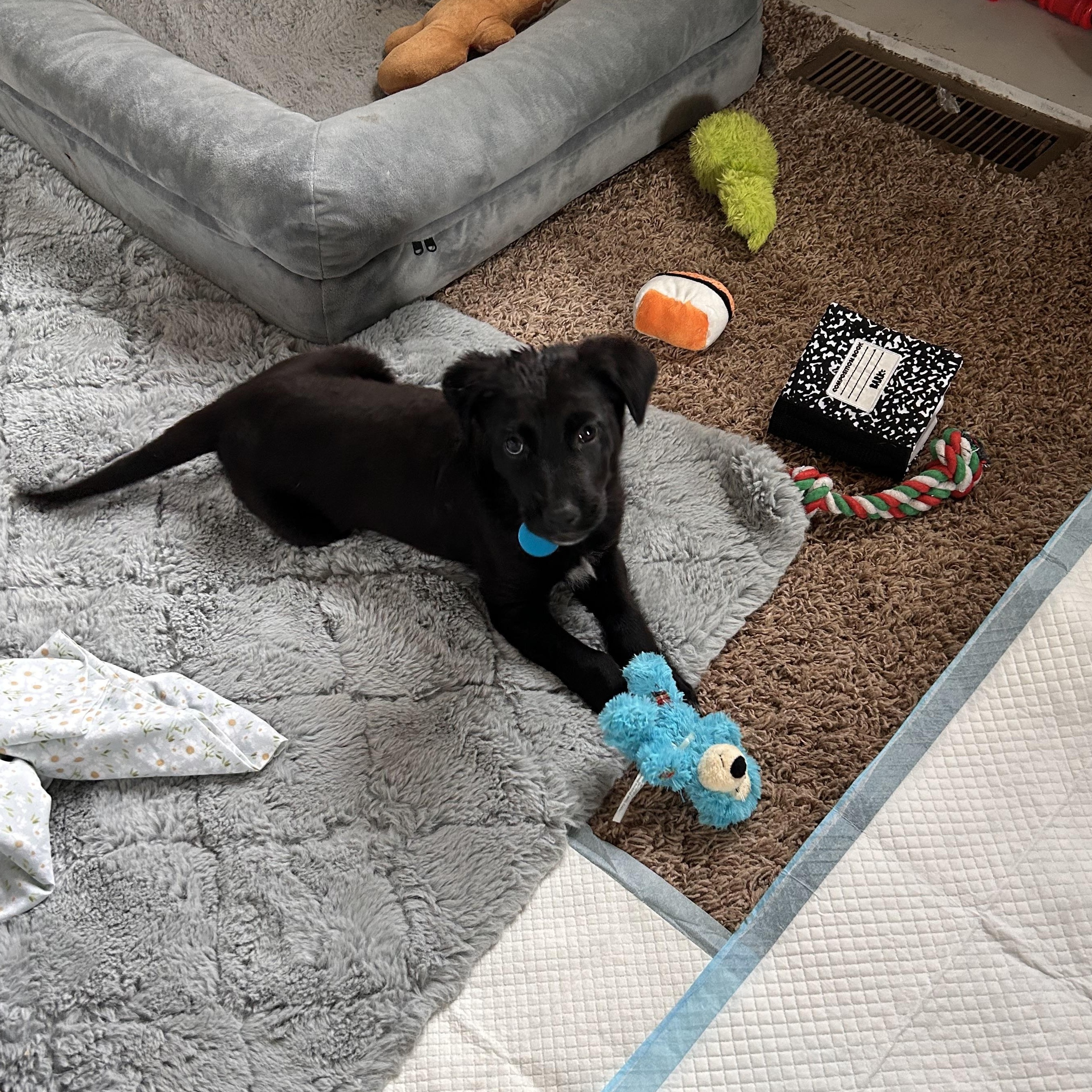 Willow, adopted, Puppy Female Mixed Breed.