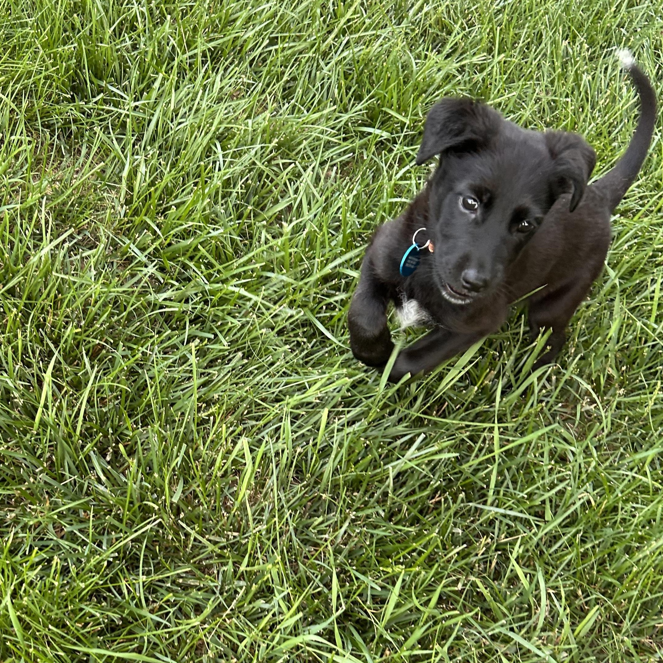 Willow, an adopted Mixed Breed in Sioux Falls, SD image 6/6