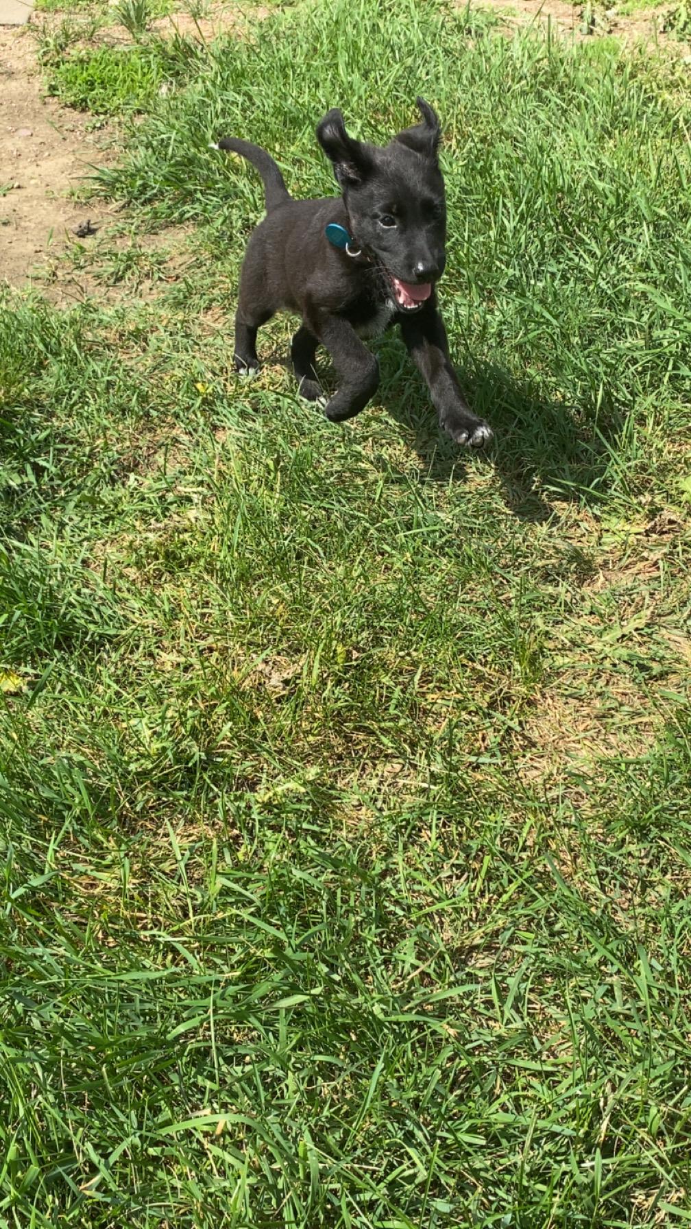 Willow, an adopted Mixed Breed in Sioux Falls, SD image 5/6
