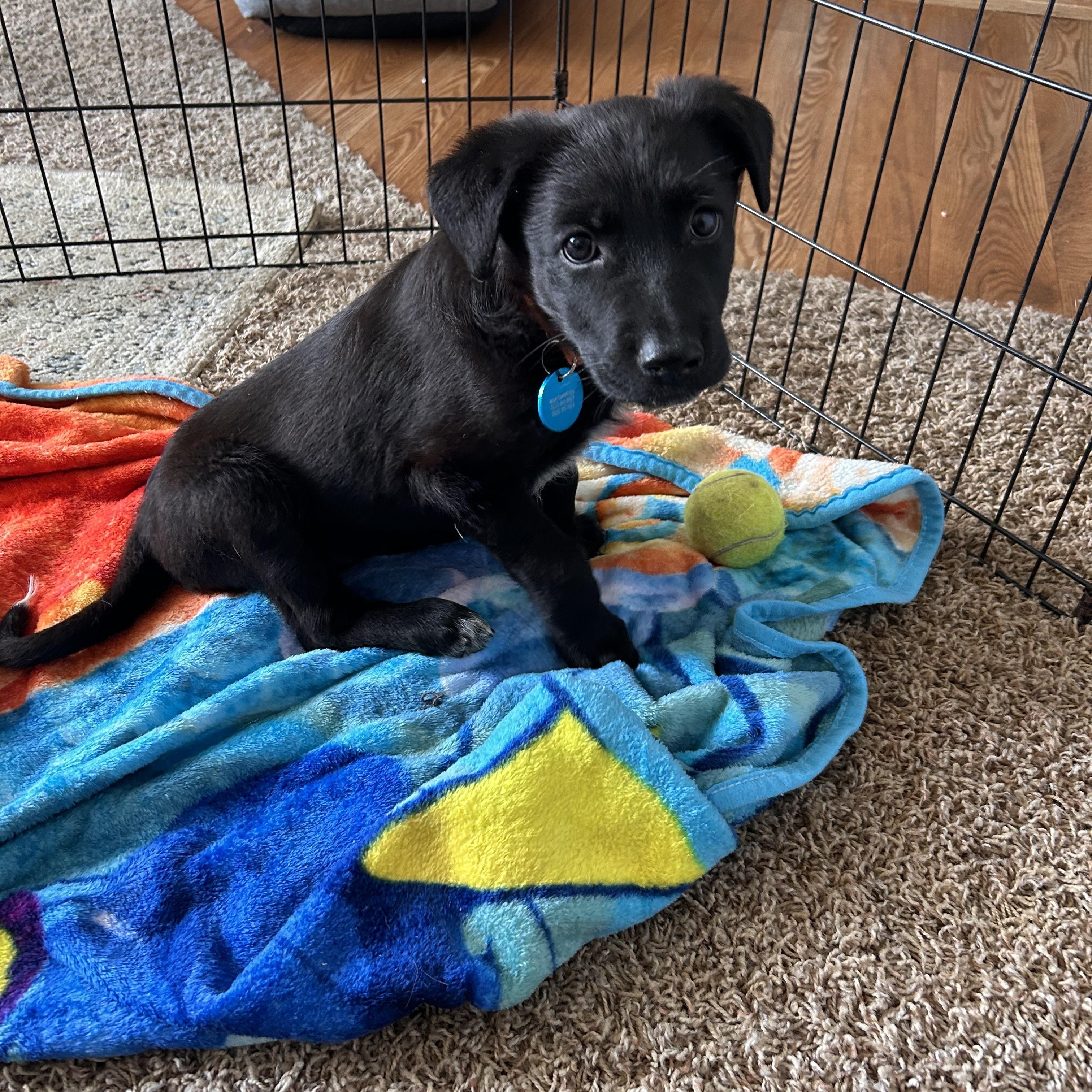 Willow, an adopted Mixed Breed in Sioux Falls, SD image 3/6