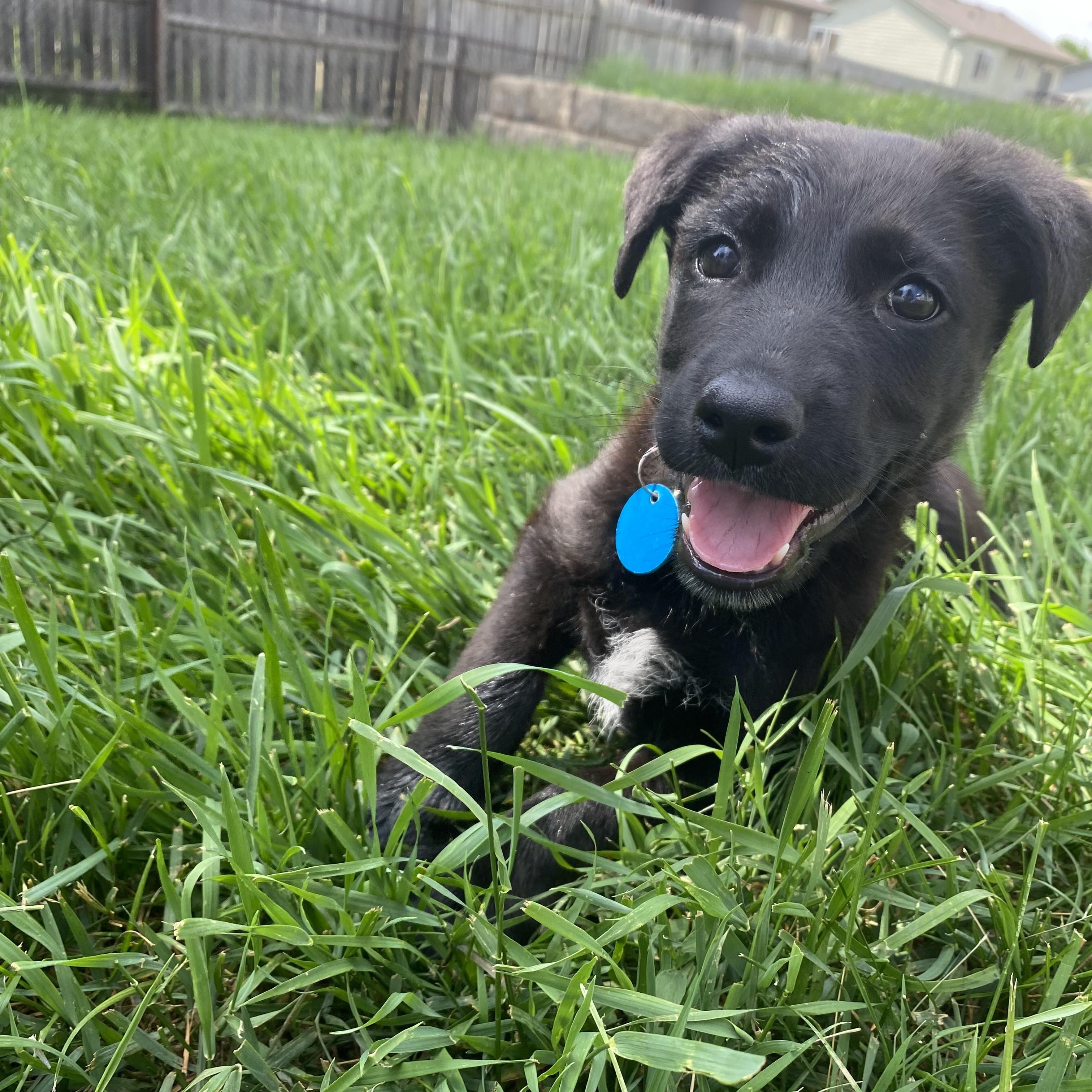 Willow, an adopted Mixed Breed in Sioux Falls, SD image 2/6