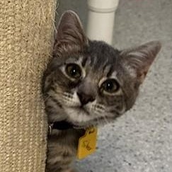 Silver - Sweet and Fun, Adopted, Kitten Female Tabby.