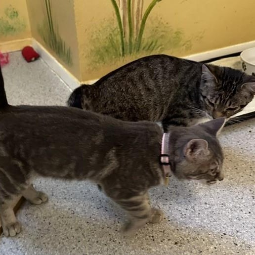 Enlarge Silver - Sweet and Fun, a Adopted Tabby in Hoquiam, WA image 3/4