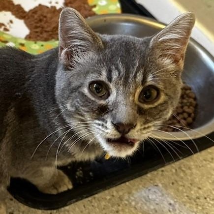 Enlarge Silver - Sweet and Fun, a Adopted Tabby in Hoquiam, WA image 2/4