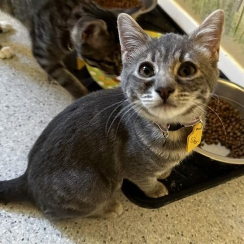 Enlarge Silver - Sweet and Fun, a Adopted Tabby in Hoquiam, WA image 4/4
