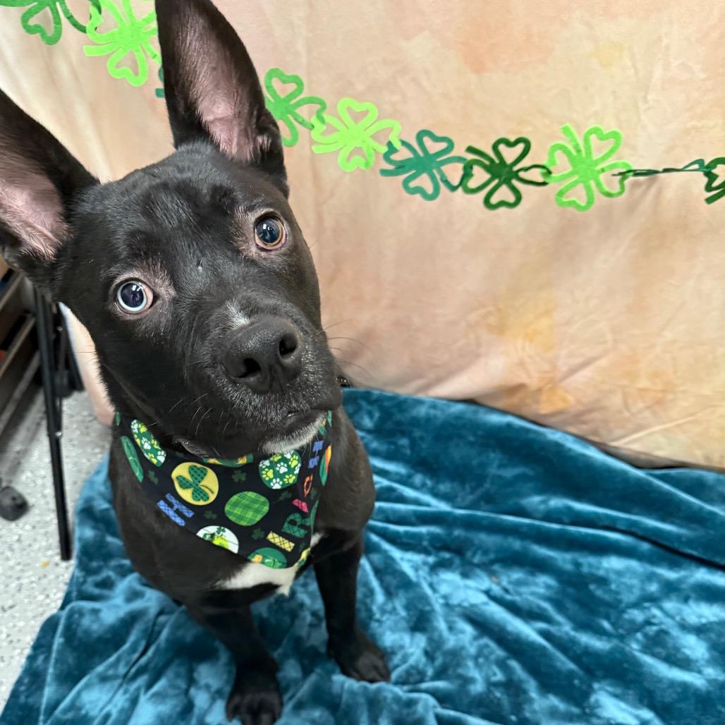 Spice, Adoptable, Young Male Pit Bull Terrier.