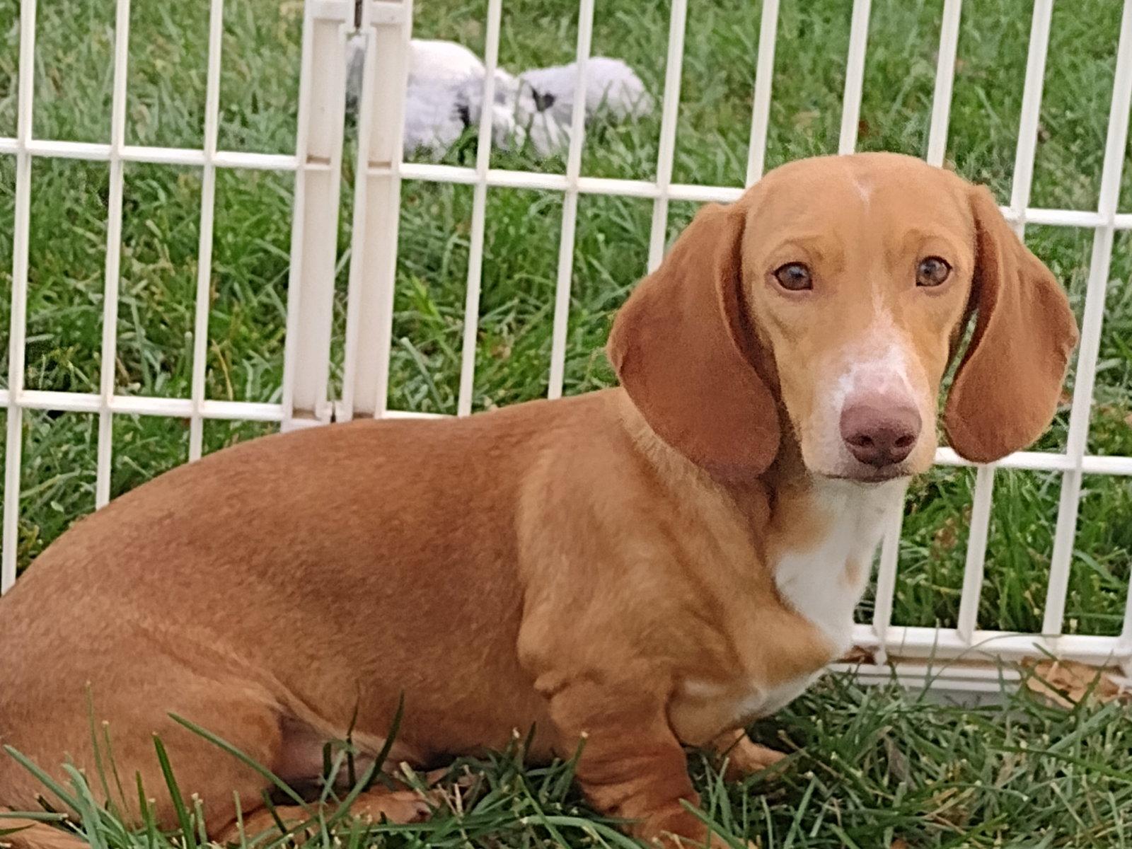 Seymour, Adopted, Young Male Dachshund.